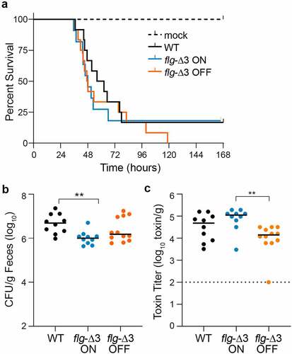 Figure 3. Interfering with flagellar switch inversion affects toxin accumulation and bacterial burden in a hamster model of CDI. Antibiotic-treated male and female Syrian Golden hamsters were inoculated with 1,000 spores of wildtype R20291 (WT), flg-Δ3 ON, and flg-Δ3 OFF. Mock-inoculated animals were included in each experiment. Data are combined from two independent experiments testing strains in 3 male and 3 female hamsters, for 12 total hamsters per strain. (a) Kaplan–Meier analysis of survival. (b) CFU in cecal contents. **p < 0.01 by Kruskal–Wallis test with Dunn’s posttest. (c) Toxin titers in cecal contents calculated as the reciprocal of the highest dilution to cause ≥80% rounding of Vero cells. No cell rounding occurred when treated with diluted cecal contents from mock-inoculated animals. Bars indicate the means; dotted line represents the limit of detection. **p < 0.01 with Kruskal–Wallis test with Dunn’s posttest. (b, c, d) Symbols indicate CFU from individual animals and bars indicate medians.