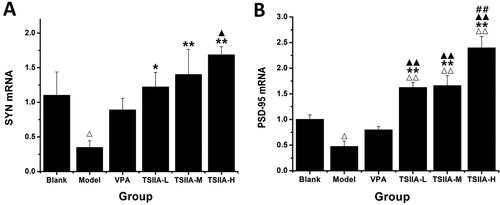 Figure 7. Effect of tanshinone IIA on SYN mRNA and PSD-95 mRNA expression in the hippocampi. (A) Relative expression results of SYN mRNA. (B) Relative expression results of PSD-95 mRNA. The results are presented as means ± SEM. Δp < 0.05, ΔΔp < 0.01 vs. control; *p < 0.05, **p < 0.01 vs. model; ▲p < 0.05, ▲▲p < 0.01 vs. VPA; ##p < 0.01 vs. TS IIA-L (n = 3 per group).