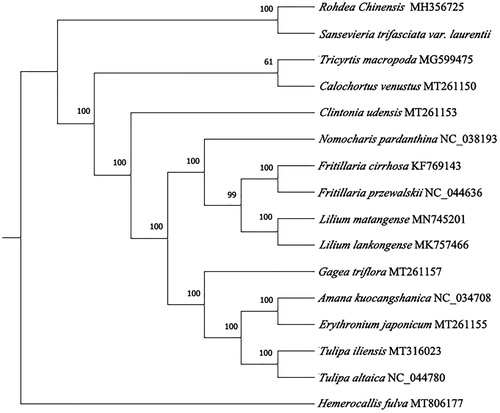 Figure 1. Maximum-likelihood phylogenetic tree for S. trifasciata based on 16 complete chloroplast genomes. The Genbank accession numbers are on the diagram.