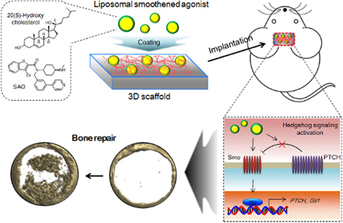Figure 7 Synthesis of smooth agonist (SAG)-loaded oxidized liposome-coated PLGA scaffolds for bone transplantation to treat skull defects in mice.