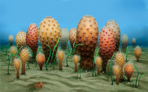 Figure 9. The reconstruction of chancelloriids in Kaili Biota (By Liu X). The labels 1 to 5 indicate Allonnia erjiensis, Chancelloria eros, C. zhaoi sp. nov., Archiasterella anchoriformis sp. nov., and Al. phrixothrix, respectively.