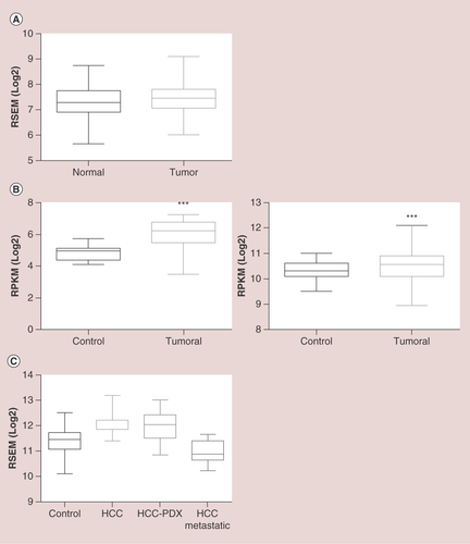 Figure 3. Comparison of RapGEF1 mRNA expression in normal versus tumoral liver tissue.(A) Boxplot showing RapGEF1 mRNA expression in normal and tumoral liver tissue, expressed as log2 of RSEM (accurate transcript quantification for RNA-Seq data). These data were extracted from GENT platform, derived from the analysis of 50 normal liver samples and 194 liver tumor samples using the Affymetrix GeneChip Human Genome U133 Plus 2.0 Array. (B) Boxplots showing RapGEF1 expression in normal and tumoral liver tissues, expressed as log2 RSEM (right panel) or log2 RPKM (left panel). These data come from Firebrowse platform, using TCGA datasets, with 50 control liver samples and 373 hepatocellular carcinoma (HCC) tumor samples (right panel) or nine control liver samples and 17 HCC tumor samples (left panel). A t-test statistical analysis using Graphpad 6.01 software revealed a significant difference between tumor samples and controls (***p<0.0001; left panel). (C) Boxplot showing RapGEF1 mRNA expression in control (normal) liver, HCC, HCC-PDX and HCC metastatic samples, expressed as log2 RSEM. These data were obtained from Gene Investigator software using Affymetrix Human Genome U133 Plus 2.0 Array analysis, with a dataset of 535 control liver samples, 232 HCC samples, 30 HCC-PDX samples and 15 HCC-metastatic samples.GENT:Gene expression across normal and tumoral tissue;PDX:Patient-derived xenograft; RPKM:Reads per kilobase per million; RSEM:Accurate transcript quantification from RNA-Seq data with or without a reference genome.