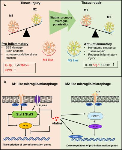 Figure 10 (A) The effects of differentially polarized microglia on intracerebral hemorrhage-induced secondary brain injury. (B) Possible anti-inflammation mechanism of statins.