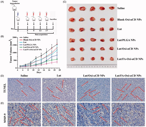 Figure 7. In vivo antitumor efficacy evaluation of Lut, blank Oxi-αCD NPs, Lut/PLGA, Lut/Oxi-αCD NPs, and Lut/FA-Oxi-αCD NPs in 4T1 tumor-bearing mice. (A) The administration time after tumor inoculation. Mice received 10 mg/kg of Lut or 10 mg/kg of Lut in nanoformulations every four days. (B) The tumor growth curves after intravenous injection of Lut, blank Oxi-αCD NPs and different Lut nanoformulations, n = 5. (C) The excised tumor images with free drug or nanoformulations treatment. (D) TUNEL detection and (E) immunohistochemistry assay for MMP-9 in tumor tissues. Images were obtained with ×200 magnification for TUNEL detection and ×400 magnification for MMP-9 assay. Statistically different was listed in Supporting Information.