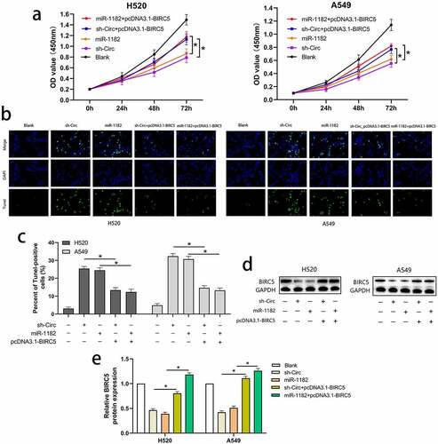 Figure 5 BIRC5 upregulation could reverse the effects of circCAMSAP1 silencing and miR-1182 overexpression on proliferation and apoptosis. (a) CCK8 assay indicated the proliferation capacity of cells that were co-transfected with pcDNA3.1‐BIRC5 and sh‐circ; pcDNA3.1‐BIRC5 and miR-1182 was significantly increased relative to cells transfected with sh‐circ and miR-1182 alone. (b, c) TUNEL assay showed the apoptotic rate of cells that were co-transfected with pcDNA3.1‐BIRC5 and sh‐circ; pcDNA3.1‐BIRC5 and miR-1182 was significantly decreased relative to cells transfected with sh‐circ and miR-1182 alone. (d, e) Western blotting assay indicated the BIRC5 expression of cells that were co-transfected with pcDNA3.1‐BIRC5 and sh‐circ; pcDNA3.1‐BIRC5 and miR-1182 was significantly increased relative to cells transfected with sh‐circ and miR-1182 alone. miR‐1182+ pcDNA3.1‐BIRC5, cells co-transfected with miR‐1182 mimics and pcDNA3.1‐BIRC5; sh‐circ+ pcDNA3.1‐BIRC5, cells co-transfected with recombinant sh‐circ lentivirus and pcDNA3.1‐BIRC5; miR‐1182, cells transfected with miR‐1182 mimics; sh‐circ, cells transfected with recombinant sh‐circ lentivirus. *P < 0.05.