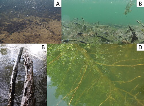 Figure 3. Diversity of coarse woody habitat (CWH) structures in gravel pit lakes: Length, bole diameter, and complexity were criteria used to define structures as either small CWH (A) and (B) or large CWH (C) and (D). CWH structures fulfilling at least 2 of the following criteria were classified as large CWH: (1) CWH length ≥50 cm; (2) CWH diameter ≥5 cm, and (3) complexity ≥2. All other CWH structures were classified as small CWH.