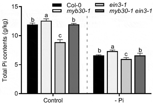 Figure 3. MYB30-EIN3 module regulates P uptake in Arabidopsis