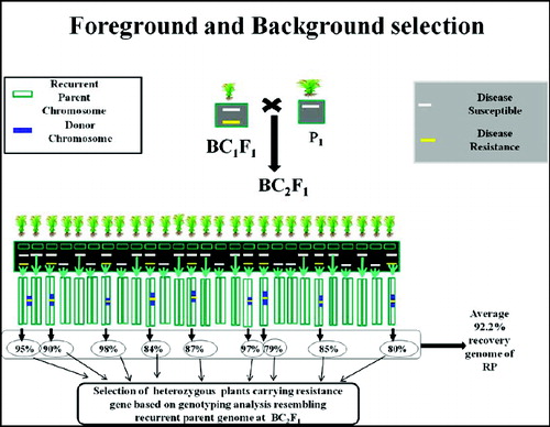 Figure 5. Schematic representation of selection of heterozygous carrying resistance gene based on genotyping analysis resembling RP genome at BC2F1. Source: modified from IRRI, (2014) with permission (www.knowledgebank.irri.org).