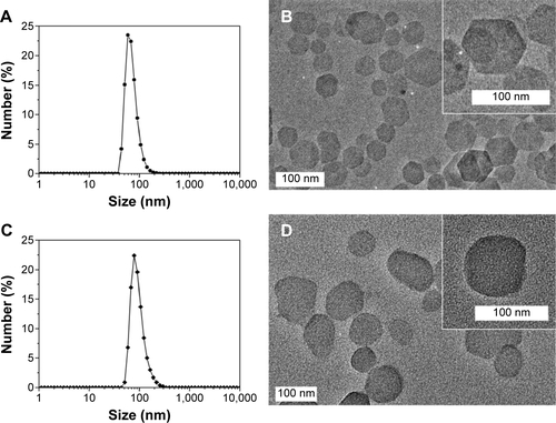 Figure S3 The particle size distribution and the high-resolution transmission electron microscopy images of (A and B) pristine LDH, and (C and D) LDH-MTX in distilled water, respectively. The inset images (B and D) correspond to the enlarged images for pristine LDH and LDH-MTX, respectively.Abbreviations: LDH, layered double hydroxide; LDH-MTX, layered double hydroxide-methotrexate.