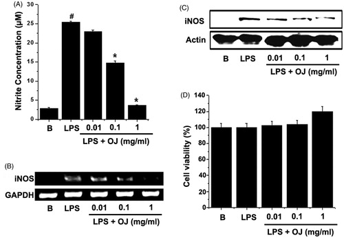 Figure 1. OJ inhibited NO generation and iNOS induction. Cells (5 × 105 cells/well) were treated with OJ for 1 h and then treated with LPS (1 μg/mL) for 48 h. Nitrite concentrations were measured in cell supernatants using the Griess method (A). Cells (5 × 106 cells/well) were treated with OJ for 1 h and then treated with LPS (1 μg/mL) for 24 h. The mRNA and protein expressions of iNOS were measured by RT-PCR (B) and Western blot analysis (C). Cell viability was determined using a MTT assay (D). #p < 0.05, significantly different from non-treated cells. ∗p < 0.05, significantly different from LPS-stimulated cells. B: non-treated cells.