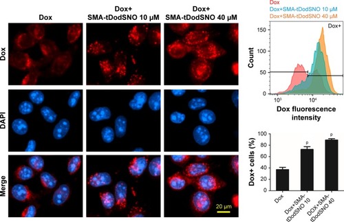 Figure 6 SMA-tDodSNO enhances Dox concentration in 4T1 cells. Cells were treated with Dox (0.1 μM) with or without SMA-tDodSNO (10 or 40 μM) for 48 hours.Notes: Data are expressed as mean values ± SD (n=3). pP,0.001 vs Dox group.Abbreviations: Dox, doxorubicin; SMA, polystyrene-maleic acid; tDoDSNO, tert-dodecane S-nitrosothiol.