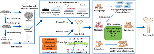 Figure 2 Schematic diagram showing how GDs promote bone repair. GDs can be prepared into composites with different structures and enhance their various properties, which directly improve the functions of bone-related cells or indirectly promote them with external stimuli, such as the growth and proliferation of osteoblasts, osteogenic differentiation of stem cells by activating some specific signal pathways, and up-regulated expression of specific factors of macrophages that further stimulate osteogenic differentiation of stem cells, etc., thereby inducing bone regeneration.
