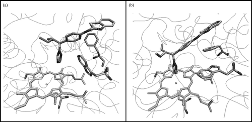 Figure 3 CYP26A1 model active site (a) before and (b) after active site optimisation with the (S)-R115866 bound inhibitor.