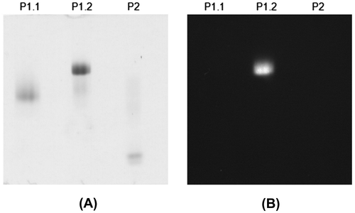 Fig. 3. Eight percent non-denaturing PAGE of P1.1, P1.2, and P2.Notes: (A) The gel was stained for proteins with coomassie blue. (B) The gel was stained for enzyme activity with 1 mM 4MU-Glc. The protein samples are indicated above the lanes.