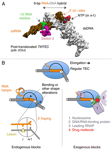 Figure 2.Cis- and trans-acting factors affecting translocation. (A) Structure of RNA-DNA hybrid and dsDNA in TEC by T. thermophilus (Tth) RNAP. The structural targets for translocation regulators are indicated by arrows. (B) A schematic structure of TEC: RNAP (blue oval), upstream and downstream dsDNA (gray cylinders), RNA-DNA hybrid (brown cylinder), transcription bubble (black line) and the bridge helix (green) are shown; the active center in RNAP is represented by a circle with i and i+1 subsites. The inset displays the pre-translocated configuration of the active center with DNA lesion in i site (yellow triangle) and the 3′ RNA residue in a frayed configuration in i+1 site. The left side shows cis-acting translocation inhibitors: bending, or other structural alteration of the hybrid, the front-end DNA duplex and hairpin in the nascent RNA interacting with RNAP (shown by curved arrow). The right side displays the trans-acting inhibitors: a drug molecule bound to bridge helix reducing its mobility/bending (red dot), protein factors bound to dsDNA, nascent RNA or RNAP, and the second RNAP molecule in a head-to-tail configuration (all in magenta).