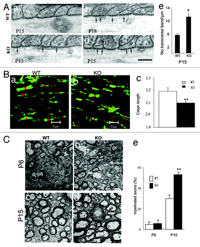 Figure 3. Myelination is accelerated in the CNS of PTPα KO mice. (A) Transverse bands appeared earlier in the spinal cord of PTPα mutant mice. EM analyses of paranodal axoglial junctions showed that on longitudinal sections of spinal cord from P15 WTs, transverse bands were hardly to be observed (a). They were obviously present at P18 instead (b; arrows). However, in mutants at P15 (d; arrows) and even as early as at P13 (c; arrows), transverse bands were clearly observed. Numbers of transverse bands at the paranode were quantified in P15 KO animals vs. WT littermates (e). Bar: 200 nm. *: P < 0.005. (B) Immunofluorescent double labeling of Na+ channel (red) and Caspr (green) on the longitudinal sections of lateral cervical spinal cord in both WT littermates (a) and PTPα mutants (b). As marked by Caspr antibodies, the paranodal labelings were shorter in PTPα KO (c) than in WT mice. **: P < 0.001. (C) EM analyses of cross-sections of lateral funiculus of cervical spinal cords from both PTPα mutants and the WT littermates at P6 and P15, respectively. At P6, the profiles of myelination were similar in both wild-type (a and e) and PTPα mutant (c and e) mice. However, at P15, the quantification results revealed that the myelinated fibers were increased in PTPα mutant mice (d and e), when compared with the wild-type littermates (b and e). Bars: 2 μm. **: P < 0.001.