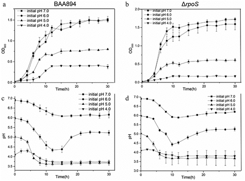 Figure 6. Growth curves and the extracellular pH changed curves of BAA894 and rpoS null mutant ΔrpoS in M9 medium