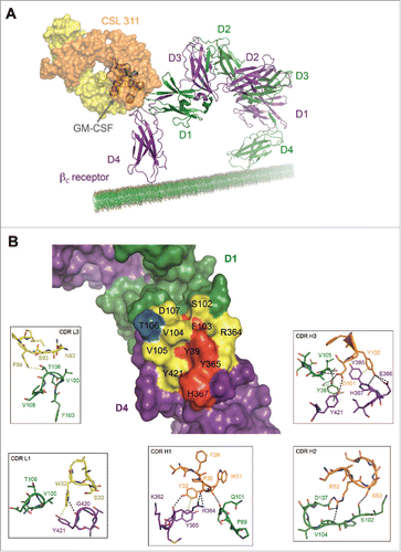Figure 5. The Site 2 Interaction interface between CSL311 and the βc receptor. (A) Superimposition of the βc/CSL311 Fab complex on the GM-CSF receptor ternary structure, showing the overlap of the interaction interface between CSL311 Fab (heavy chain shown in orange and light chain in yellow) and GM-CSF (gray). The βc dimer from the GM-CSF ternary structure is colored in green and purple. (B) A surface representation of the key residues on the βc dimer that interact with CSL311 is shown. Individual residues are colored to indicate the effect of specific alanine substitution mutations on CSL311 binding affinity: mutations that lead to no binding or negligible binding are colored in red, mutations that reduce binding to the 10−5 to 10−7 M range are shown in yellow and mutations that improve binding are shown in blue. The detailed interactions involving CDRs H1-H3 and CDR L1 and L3 are shown in the adjoining zoom-in panels. Polar interactions are shown as black broken lines and key van der Waals interactions are shown in yellow. All figures were made using PyMOL.