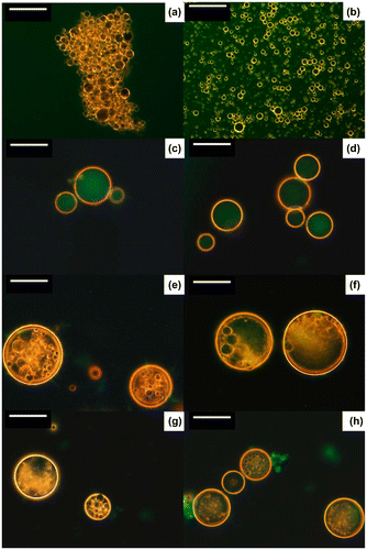 Figure 6. Dark-field microscopy images of o/w emulsions stabilized by (a) NFC and (b) CNC; w/o emulsions stabilized by (c) NFC and (d) CNC modified with lauroyl chloride (C12) (NFCC12 and CNCC12, respectively); and o/w/o double emulsions stabilized by (e) NFC/NFCC12, (f) CNC/NFCC12, (g) NFC/CNCC12, and (h) CNC/CNCC12. Water was stained with fluorescein. Scale bar is 50 μm. Modified from Ref. [Citation78], with permission from American Chemical Society (© ACS 2014).
