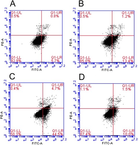 Figure 5 Flow cytometry analysis of CSCs demonstrated that the AMF treatment could induce apoptosis in CSCs. (A) cells without CD44-SPIONPs and AMF treatment, as the blank control group; (B) cells without CD44-SPIONPs and with AMF treatment; (C) cells with CD44-SPIONPs and AMF treatment; (D) cells with CD44-SPIONPs and without AMF treatment.