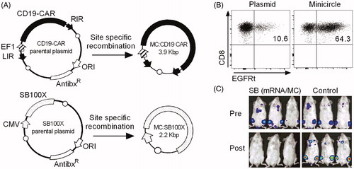 Figure 6. Anti-tumor function of CD19-CAR T cells engineered by Sleeping Beauty transposition. A) Schematic of minicircle (MC) DNA vectors encoding SB100X transposase and CD19-CAR transposon. MCs are prepared from parental conventional plasmids through site-specific intramolecular recombination. MCs contain exclusively the transgene and its promoter, but no bacterial origin of replication and antibiotic resistance genes. EF1, elongation factor-1 alpha promoter; CMV, cytomegalovirus promoter; ORI, bacterial origin of replication; AntibxR, antibiotic resistance gene; LIR, left inverted repeat; RIR, right inverted repeat; open circle = recombination site. B) CAR expression in CD8+ killer T cells after transfection of MC- vs. plasmid-encoded SB100X transposase and CD19-CAR transposon. Flow cytometric analysis was performed on day 14 and shows a significantly higher percentage of CAR-modified T cells after transfection of MCs compared to plasmids. C) Anti-tumor efficacy of CD19-CAR T cells prepared by SB-transposition in a murine xenograft model of systemic B-cell lymphoma. Immunodeficient NSG mice were inoculated with firefly-luciferase expressing Raji lymphoma cells and treated with 5 × 10e6 CD19-CAR T cells (1:1 ratio of CD8+ and CD4+ T cells, 2.5 × 10e6 each) that had been generated by transfection with SB100X mRNA and CD19-CAR MC or control unmodified T cells. Bioluminescence images were obtained before T-cell infusion (pre, upper row) and 7 days after T-cell infusion (post, lower row) and show complete lymphoma eradication in the SB CD19-CAR T-cell group, whereas control mice present with progressive disease. A–C) modified from Monjezi et al. (Citation2016) (see colour version of this figure at www.tandfonline.com/ibmg).