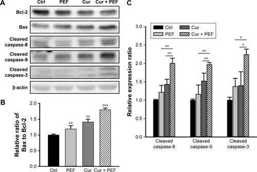 Figure 4 Combined effects of curcumin and PEF on expression of apoptosis-related proteins.