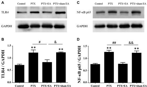 Figure 5 Protein expressions of TLR4 and NF-κB p65 in lumbar spinal cord from experimental rats. (A, B) Representative Western blot of TLR4 protein and relative level in spinal cord (n=4 in each group). (C, D) Representative Western blot of NF-κB p65 protein and relative level in spinal cord (n=3 in each group). **P<0.01 compared with Control; #P<0.05, ##P<0.01 compared with PTX; &P<0.05, &&P<0.01 compared with PTX + sham EA.Abbreviations: TLR4, toll-like receptor 4; PTX, paclitaxel; EA, electroacupuncture.