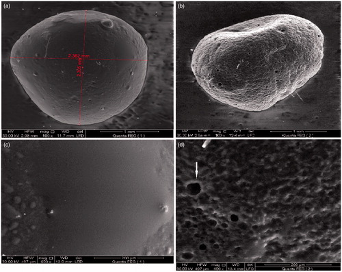 Figure 7. SEM micrographs of CNZ-loaded calcium pectinate beads at different magnification powers. (a,b) Before release in 0.1 N HCl. (c,d) after 8 h release in 0.1 N HCl.