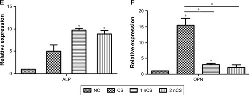 Figure 5 Real-time quantitative PCR analysis of the relative expression of osteogenic genes OCN, ALP, and OPN in hPDLCs cultured with different materials in osteogenic medium.Notes: The relative mRNA expression of cells cultured with nPLGA groups (A–C) and cells cultured with nCS (D–F). *P<0.05.Abbreviations: CS, chitosan; hPDLCs, human periodontal ligament cells; nCS, CS nanoparticles; nPLGA, PLGA nanoparticles; PLGA, poly(lactic-co-glycolic acid).