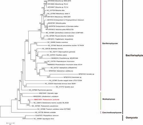 Figure 1. Maximum-likelihood (ML) phylogenetic tree based on tandem amino acid sequences of 31 common genes from 35 publicly diatom mitochondrial genomes, and Phytophthora ramorum (EU427470) and Saprolegnia ferax (NC_005984) in Oomycota were used as out-group taxa. The numbers beside branch nodes are the percentage of 1000 bootstrap values.