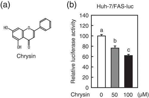 Figure 1. Chrysin reduces the activity of the SRE-containing FAS promoter.(a) Chrysin structure (b) Huh-7/Fas-luc cells were depleted of sterols through a 16 h incubation in medium B. The cells were then switched to medium B in the presence of vehicle, 50 μM chrysin, or 100 μM chrysin. After a 16 h incubation, a luciferase assay was performed and the relative activity of luciferase was obtained by normalization to the activity in the presence of vehicle. All data are presented as means ± SE (n = 3). Different superscript letters indicate statistical significance (p < 0.05).