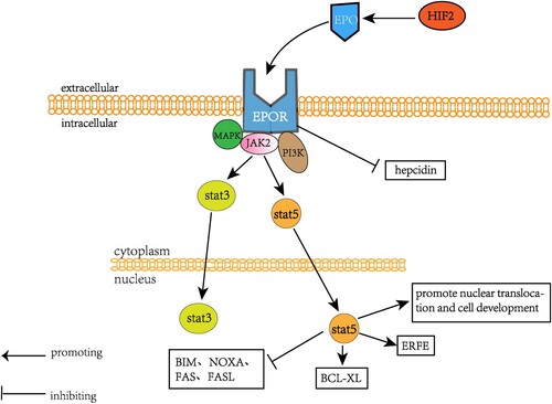 Figure 3. An overview of the mechanism by which EPO regulates erythropoiesis. Hypoxia-inducible factor 2 (HIF-2) induces EPO production, which in combination with EPOR activates MAPK, JAK2, and PI3K signaling and directly inhibits the expression of hepcidin. JAK2 subsequently activated both STAT3 and STAT5 signaling, in which STAT5 activated erythroid receptor (ERFE) and antiapoptotic regulator BCL-XL, promoting the development of nuclear translocation NRD. Stat5 also inhibited BIM, NOXA, Fas, and FasL.