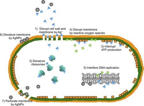 Figure 1 The antibacterial actions of silver nanoparticles (AgNPs). 1) Disruption of cell wall and cytoplasmic membrane: silver ions (Ag+) released by silver nanoparticles adhere to or pass through cell wall and cytoplasmic membrane. 2) Denaturation of ribosomes: silver ions denature ribosomes and inhibit protein synthesis. 3) Interruption of adenosine triphosphate (ATP) production: ATP production is terminated because silver ions deactivate respiratory enzyme on cytoplasmic membrane. 4) Membrane disruption by reactive oxygen species: reactive oxygen species produced by the broken electron transport chain can cause membrane disruption. 5) Interference of deoxyribonucleic acid (DNA) replication: silver and reactive oxygen species bind to deoxyribonucleic acid and prevent its replication and cell multiplication. 6) Denaturation of membrane: silver nanoparticles accumulate in the pits of cell wall and cause membrane denaturation. 7) Perforation of membrane: silver nanoparticles directly move across cytoplasmic membrane, which can release organelles from cell.