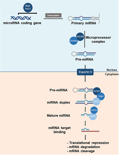 Figure 2 Gene silencing mechanisms of miRNA. The transcription of miRNA genes occurs in the nucleus via RNA polymerase II, yielding a primary miRNA (pri-miRNA) that is then cleaved by Drosha into a precursor miRNA (pre-miRNA). Exportin 5 mediates the transport of pre-miRNA to the cytoplasm where Dicer cleaves it into mature miRNA. The miRNA is then loaded onto the RISC complex, where the passenger strand is eliminated, and the guide strand directs RISC to partially complementary target mRNA. The binding between the guide strand and target mRNA leads to various modes of target inhibition, including translational repression, degradation, or cleavage.