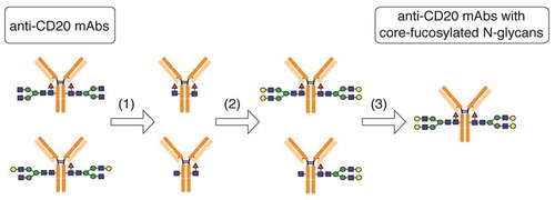 Figure 2. Preparation of anti-CD20 mAbs with core-fucosylated homogeneous N-glycans. This illustration details the preparation of anti-CD20 mAbs having two N-glycan chains with G2F structure. (1) digestion with wild-type Endo S and Endo D for truncating N-glycans, (2) transglycosylation with Endo F3 mutant (D165Q) in the presence of oxazolinated glycans as a glycan donor, (3) the separation and purification of anti-CD20 mAbs with two core-fucosylated N-glycan chains using cation-exchange column chromatography. Yellow circle, Gal; green circle, Man; blue square, N-acetylglucosamine; red triangle, fucose.