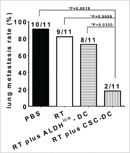 Figure 2. Local tumor radiation therapy (RT) followed by CSC-DC vaccination significantly inhibited the lung metastasis. Bar graph shows the percentage of lung metastasis.