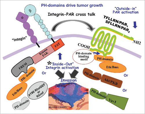 Figure 1. PH-domains drive tumor growth. Activation of PARs (1and2) lead to PH-signal protein association. These binding motifs are critical for tumor growth. Inside-out activation of integrins via PH-Etk/Bmx-FERM/FAK or PH-Rgnef-FAK can initiate cross- talk with PARs, during cancer growth.
