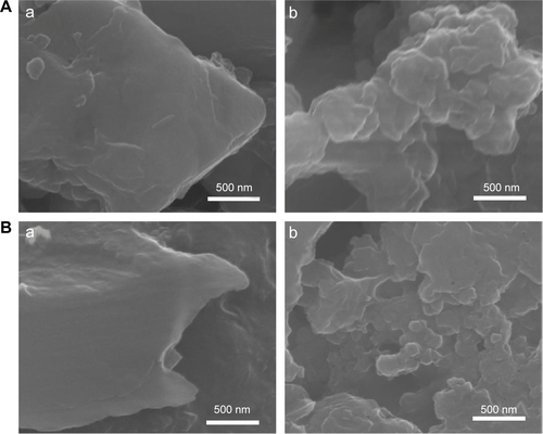 Figure S10 SEM images of B-Cal (a) and N-Cal (b) obtained from stomach at 1 hour postadministration (A), and intestine at 4 hours postadministration (B).Abbreviations: B-Cal, bulk calcium carbonates; N-Cal, nano calcium carbonates; SEM, scanning electron microscopy.