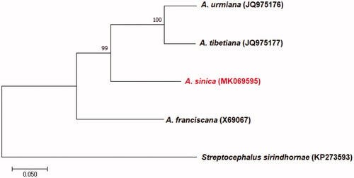 Figure 1. Phylogenetic tree showing the relationship among A. sinica and three other species from the Artemia based on maximum-likelihood (ML) approach. Numbers behind each node denote the bootstrap support values. The GenBank accession numbers are indicated on the right side of species names. Streptocephalus sirindhornae was used as an outgroup.
