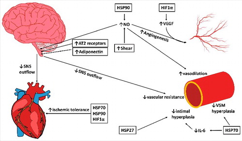 Figure 3. The potential pathways through which chronic heat exposure can improve cardiovascular health in the heart, macrovasculature, and microvasculature and autonomic activity in the brain. Increases in HSP90 and shear stress with heat therapy act to increase nitric oxide (NO), which can decrease sympathetic outflow, increase vasodilation in the microvasculature, and, along with HIF1α/VEGF, increase angiogenesis in the microvasculature. Increases in angiotensin II type 2 receptors (AT2) and adiponectin in the central nervous system can additionally reduce sympathetic outflow, which can decrease heart rate and peripheral resistance, reducing stress on the cardiovascular system. HSP27 and HSP70 decrease intimal and vascular smooth muscle (VSM) hyperplasia, and HSPs and HIF1α improve ischemic tolerance in the heart, reducing the risk or severity of cardiovascular events. Together, these mechanisms can reduce sympathetic outflow, reduce blood pressure, increase ischemic tolerance, and enhance vascular remodeling to improve the cardiovascular risk profile in obesity. Changes in shear stress, protein abundance and expression have been experimentally observed in human or animal models (indicated with boxes); however; some downstream effects have not specifically been examined in response to chronic heat.