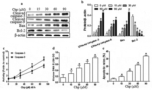 Figure 2. Chrysophanol (Chp) induces apoptosis of HBL-52 cells in vitro. Cells were treated with different concentrations of chrysophanol for 48 h. (a) Expression levels of caspase-3, caspase-9, Bax, and Bcl-2 were determined using western blot. (b) Densitometry of proteins from the experiments in panel A. (c) Activity of caspase-3 and −9. (d) Histone DNA levels. (e) Annexin V and propidium iodide staining, as captured by flow cytometry. *P< 0.05, compared with 0 μM chrysophanol