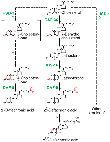 Fig. 3. The dafachronic acid biosynthesis pathway and responsible biosynthetic enzymes in the nematode C. elegans.