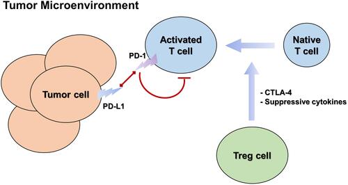 Figure 3 The main immune cells involved in immune checkpoint regulation and their interactions in tumor microenvironment.