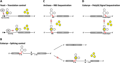 Figure 2. Tetracycline aptamer control mechanisms. (A) In yeast, positioning of the riboswitch construct within the 5’ UTR of the mRNA determines the type of translation regulation in the presence of tetracycline. Placement of the riboswitch near the 5’ cap structure hinders binding of the 40S ribosome subunit and thereby cap assembly of the ribosome, while codon-proximally placed constructs block ribosomal scanning. (B) Regulation of mRNA splicing is achieved by using the tetracycline aptamer to control accessibility of the 5’ splice site (SS). Incorporation of the 5’ SS sequence into the P1 stem of the riboswitch hinders recognition in the presence of tetracycline through stem formation. The branch point (BP) can therefore no longer initiate the first nucleophilic attack and the transcript is not spliced. (C) In archaea, sequestration of the ribosome binding site (RBS) through ligand-binding induced stem formation of the riboswitch prohibits assembly of the ribosome, thus inactivating translation. (D) Control over polyadenylation is exerted through incorporation of the AAUAAA hexamer polyadenylation signal (poly(A) signal) into the P1 stem of the tetracycline riboswitch. Positioning the riboswitch in the 3’ UTR of an mRNA enables sequestration of the poly(A) signal through ligand-binding induced stem formation, which impairs mRNA polyadenylation and results in faster degradation of the transcript.