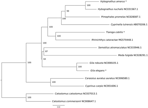 Figure 1. Optimal neighbor-joining phylogeny of fishes (Order Cypriniformes) constructed using complete mitochondrial genomes. Asterisks denote novel sequences. Node support values were generated via 1000 bootstrap replicates.
