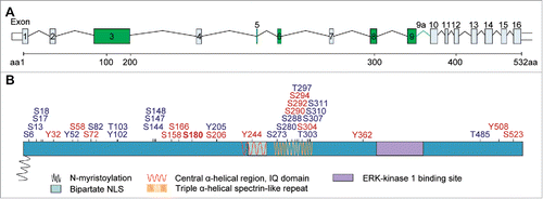 Figure 2. Genomic structure of the mouse Jacob/Nsmf gene, key motifs and phosphorylation sites of the Jacob protein. (A) The Nsmf mouse gene consists of 16 exons. Exons 3, 5, 6, 8, 9 (marked in green) can be alternatively spliced. In addition, intron 9 has been predicted to constitute for one further isoform (denoted 9a) (B). The Jacob/Nsmf protein is largely unstructured but contains several motifs like a N-myristoylation site, a bipartite NLS, an IQ domain, central α-helical region, ERK-1 kinase binding site, and Triple α-helical spectrin-like repeats described before. Disorder Enhanced Phosphorylation Predictor (DEEP) revealed numerous phosphorylation sites (blue; only phosphorylation sites with DEEP score above 0.7 were included). Analysis of Jacob mouse protein with PhosphoSitePlus tool (Cell Signaling) revealed numerous phosphorylation sites reported by more than one Mass Spectrometry analysis studies (red). In bold, a S180 phosphorylation site confirmed by site-specific method, i.e. site-directed mutagenesis, mass-spectrometry and specific antibodies.Citation25-27