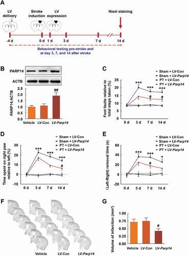 Figure 4. Overexpression of PARP14 after PT ameliorates functional deficiency. (A) Schematic of experimental timeline. Lentivirus (LV; LV-Parp14 or LV-Con) was injected into the prospective stroke site in the cortex 4 days prior to stroke. Behavioral performances were examined at baseline and day 3, 7, and 14 after stroke. (B) PARP14 level in the peri-infarct cortex at day 5 after LV-Con or LV-Parp14 infection. n = 6 animals/group. ##P < 0.01 versus the LV-Con group using one-way ANOVA followed by the Holm-Sidak test. (C-E) Functional recovery in mice was assessed via foot faults of the left forelimb in the grid-walking task (C), forelimb symmetry in the cylinder task (D), and (Left-Right) removal time in the adhesive removal test (E) at baseline and day 3, 7, and 14 after stroke. n = 10 animals for the Sham + LV-Con and Sham + LV-Parp14 groups, and n = 13 animals for the PT + LV-Con and PT + LV-Parp14 groups. *P < 0.05 and ***P < 0.001 versus the Sham + LV-Con group, and #P < 0.05 versus the PT + LV-Con group, using two-way repeated measures ANOVA followed by the Holm-Sidak post hoc multiple comparison test. (F) Representative Nissl-stained brain sections at day 14 after stroke from Vehicle, PT + LV-Con and PT + LV-Parp14 groups, respectively. (G) Bar graph showing infarct volume from Vehicle, PT + LV-Con and PT + LV-Parp14 groups, respectively. n = 8 animals/group. #P < 0.05 versus the LV-Con group using one-way ANOVA followed by the Holm-Sidak test