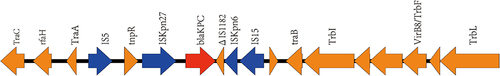 Figure 3 The genetic environment of the blaKPC-2 gene on the plasmid pEC488. The red arrow represents the antimicrobial resistance gene blaKPC-2, the Orange arrows signify other coding sequences (CDSs), and the blue arrows represent insertion sequences.
