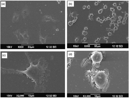 Figure 9. (a) 500× image of GNP/PEI-treatedA549 and (b) 2000× image of GNP/PEI-treated cells (c) 500× image of GNP/citrate-treated A549 cells and (d) 2000× image of GNP/citrate-treated cells.