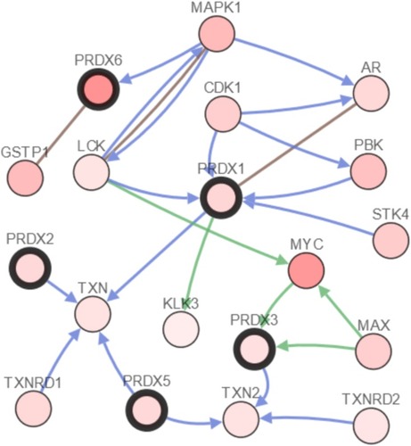 Figure 7 The network for PRDXs and the 22 most frequently altered neighbor genes (cBioPortal).